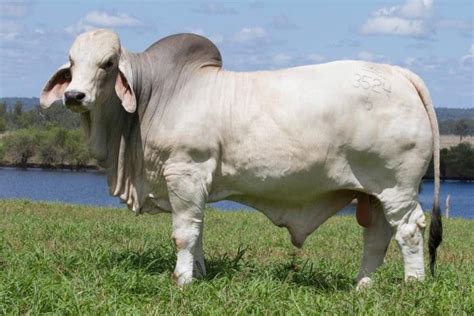 Brahman Cow Price